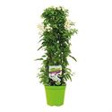 Bild von KP19 Solanum jasminoides Piramide